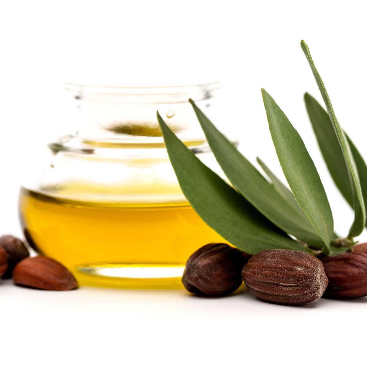 Jojoba (Simmondsia chinensis)