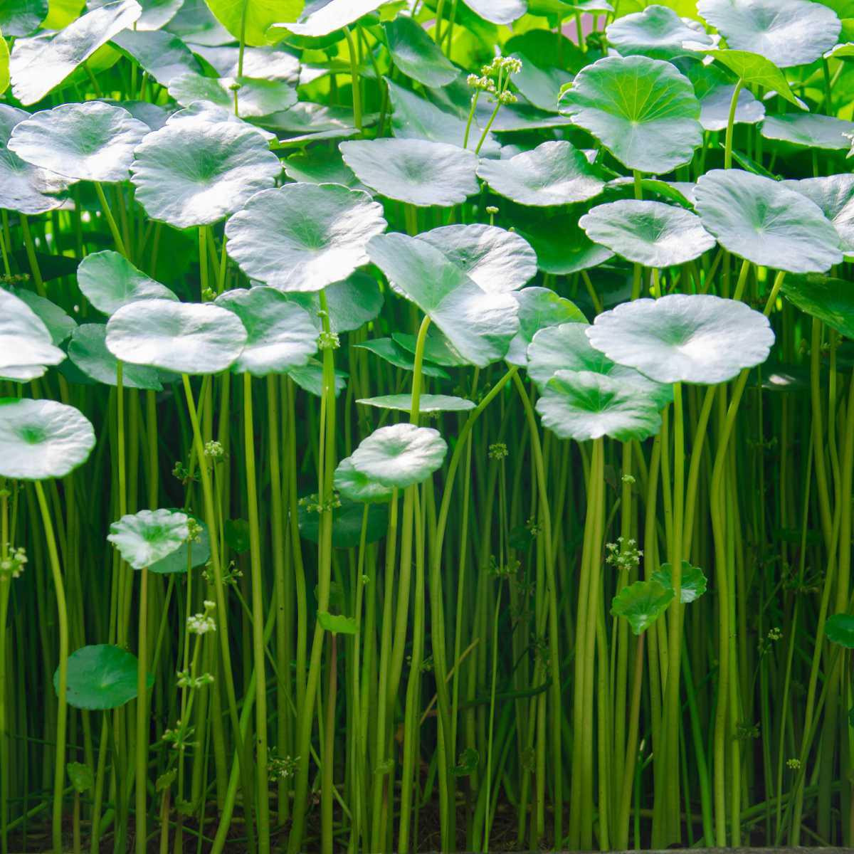 Centella asiatica (Centella asiatica L.)