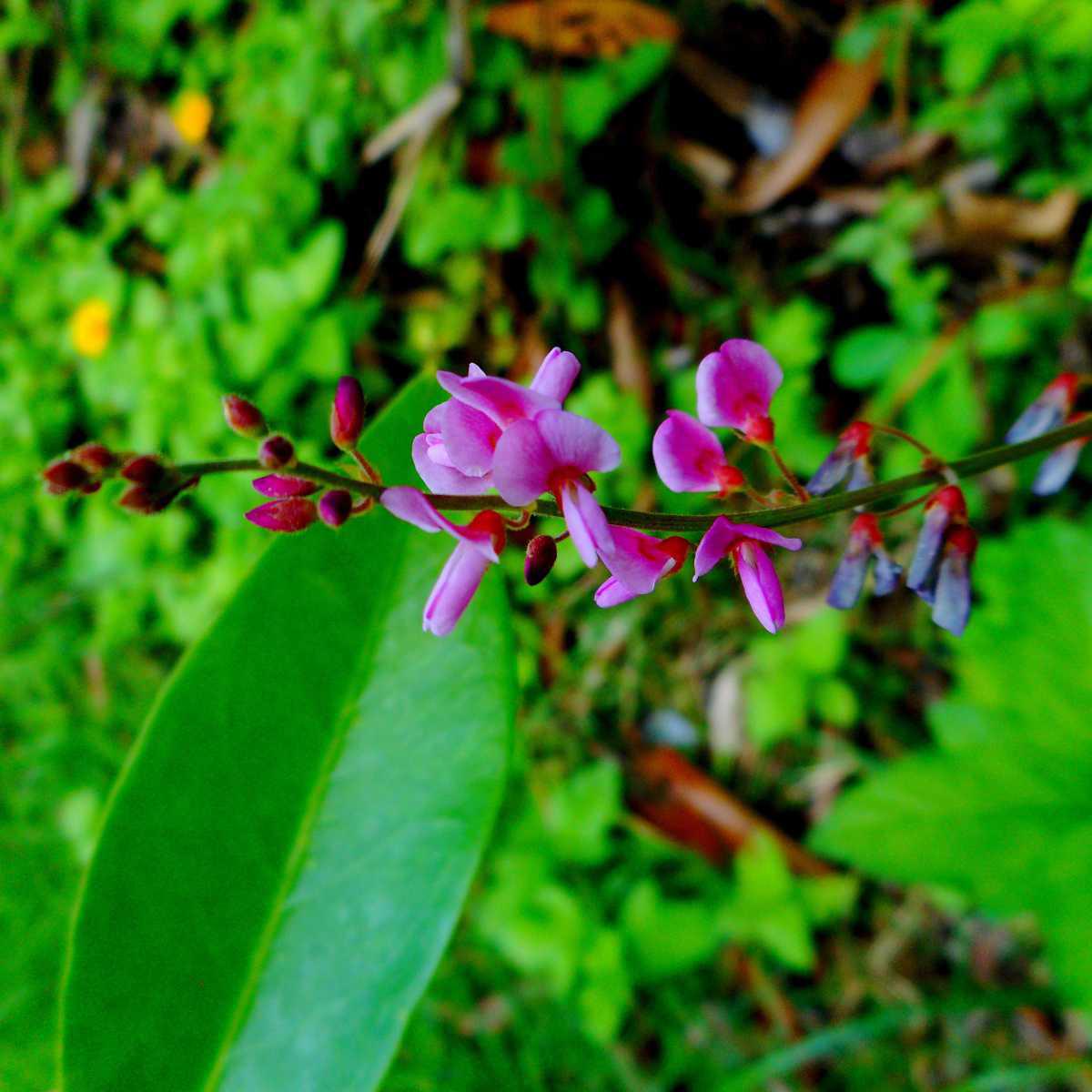 Desmodium (Desmodium adscendens)