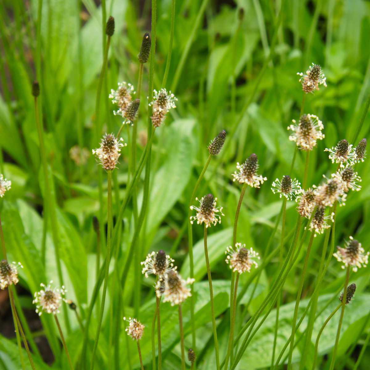 Plantago/Tanchagem (Plantago lanceolata)