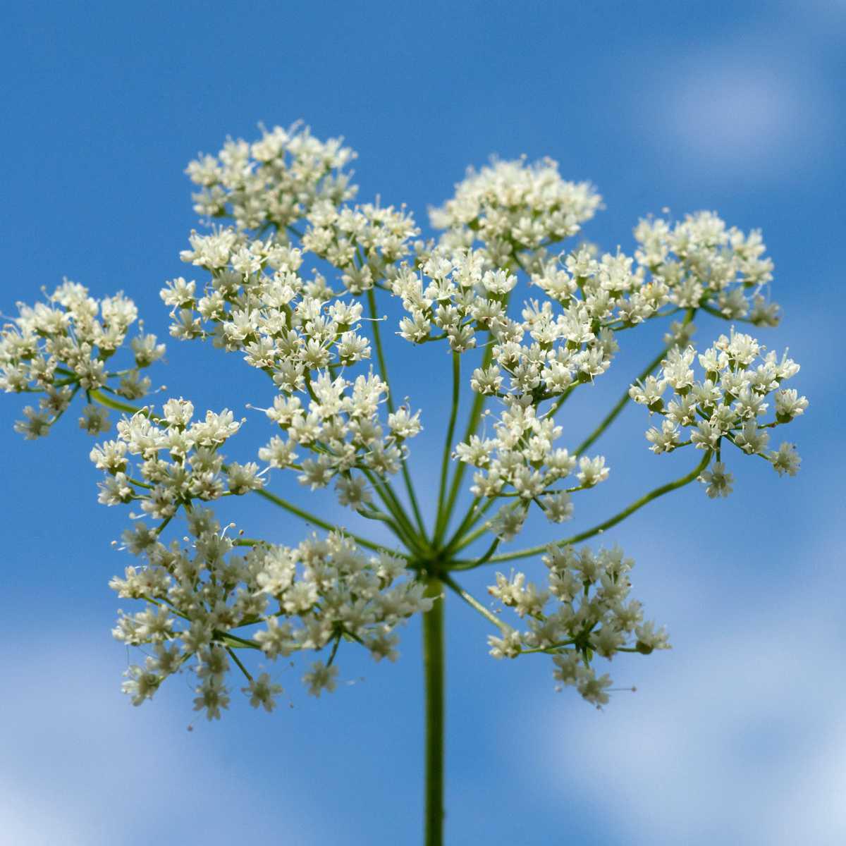 Erva-doce (Pimpinella anisum L.)