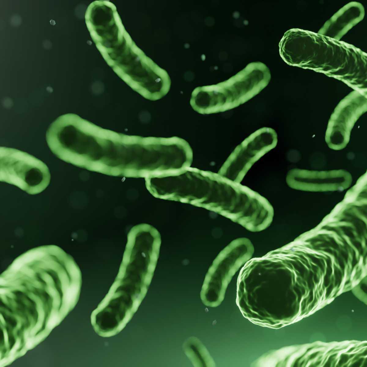 Lactobacillus rhamnosus GG