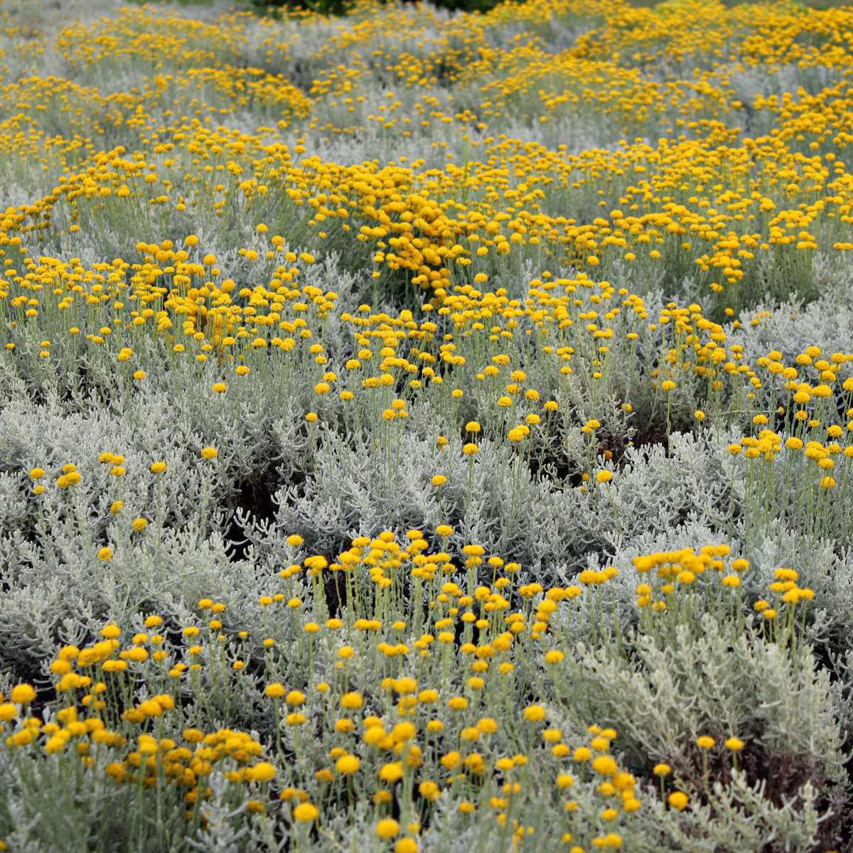 Erva-caril (Helichrysum italicum)