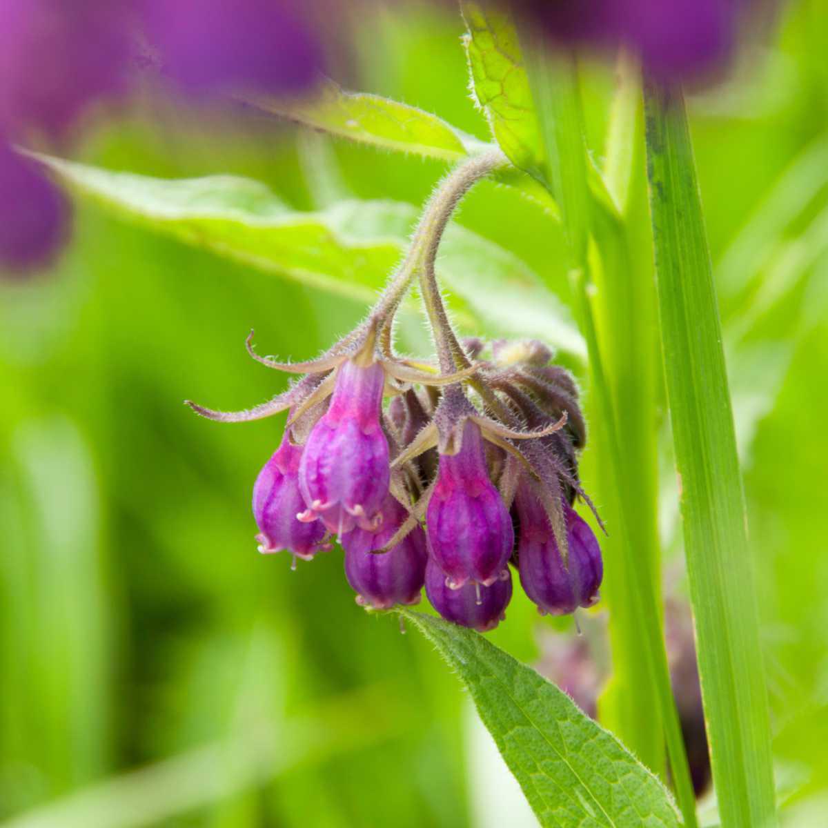 Confrei (Symphytum officinale)