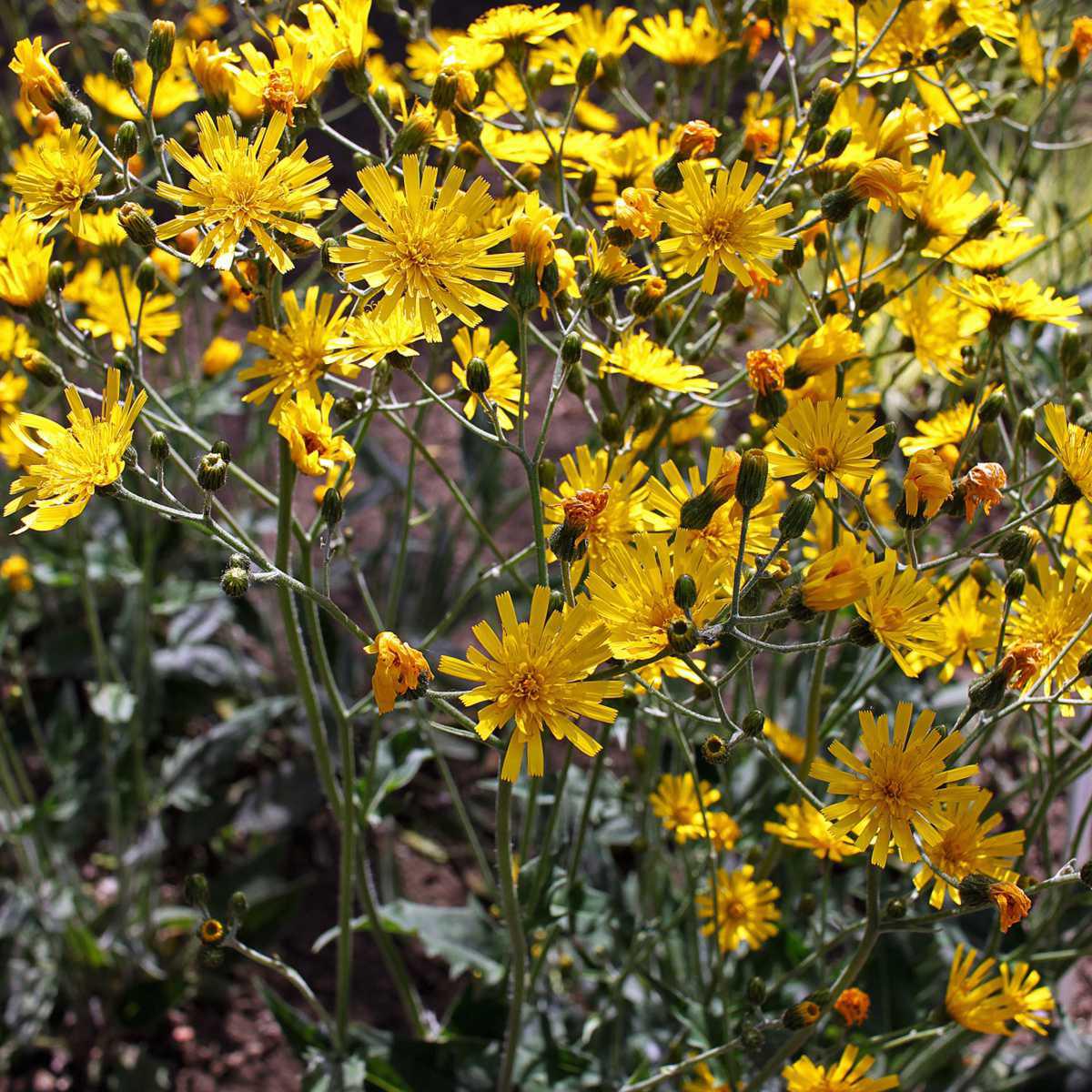 Pilosela (Hieracium piosella)