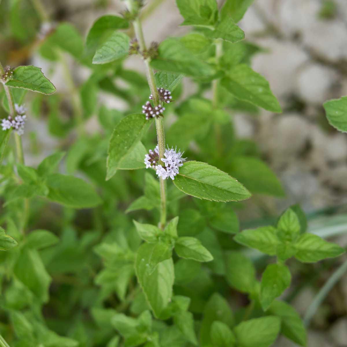 Menta/Hortelã dos Campos (Mentha arvensis)