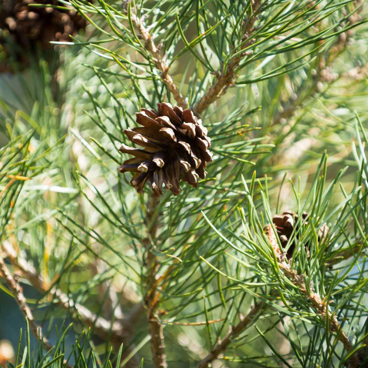 Pinheiro silvestre (Pinus sylvestris)