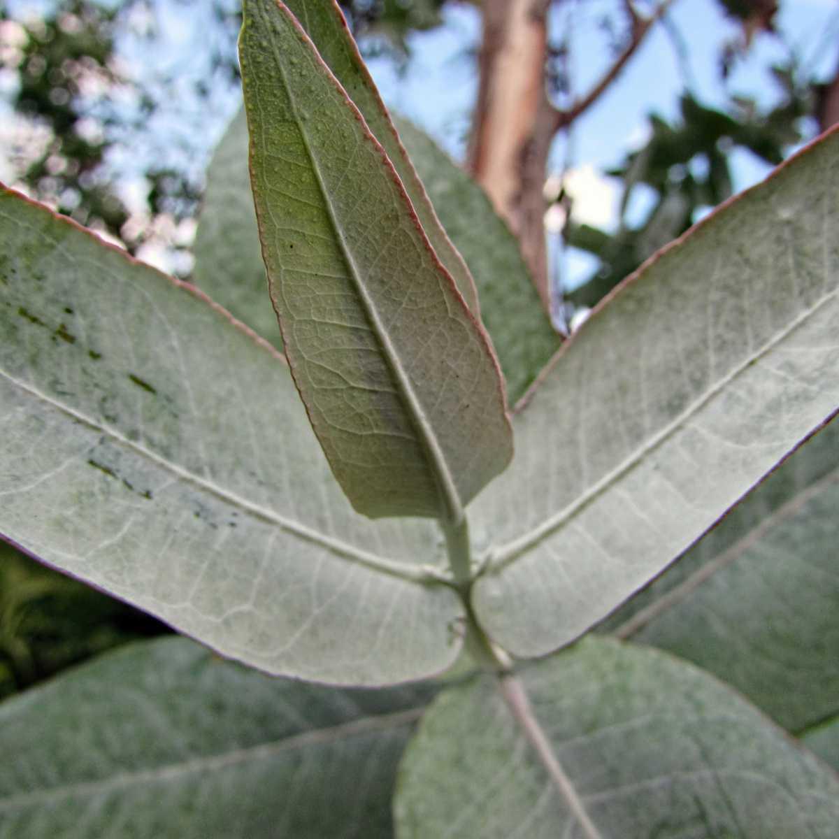 Eucalipto-comum (Eucalyptus Globulus)