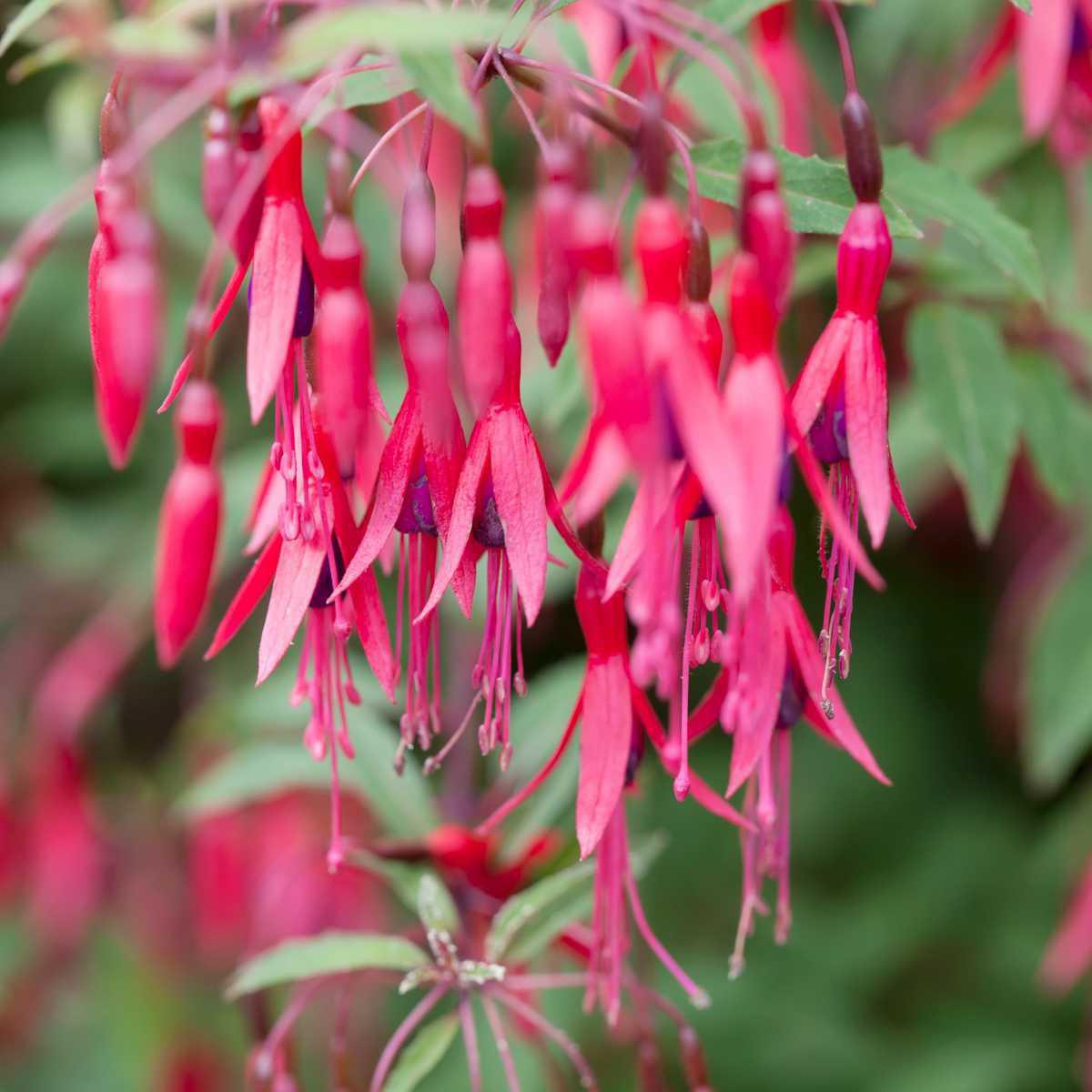 Fuchsia (Fuchsia magellanica)