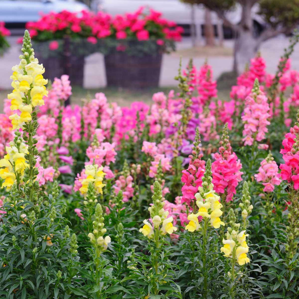 Boca-de-leão (Antirrhinum majus)