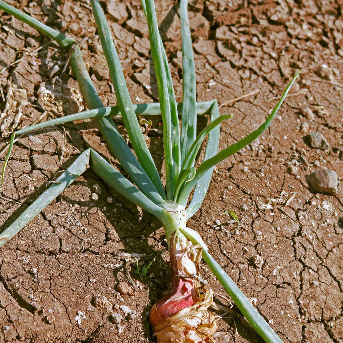 Cebola (Allium cepa)