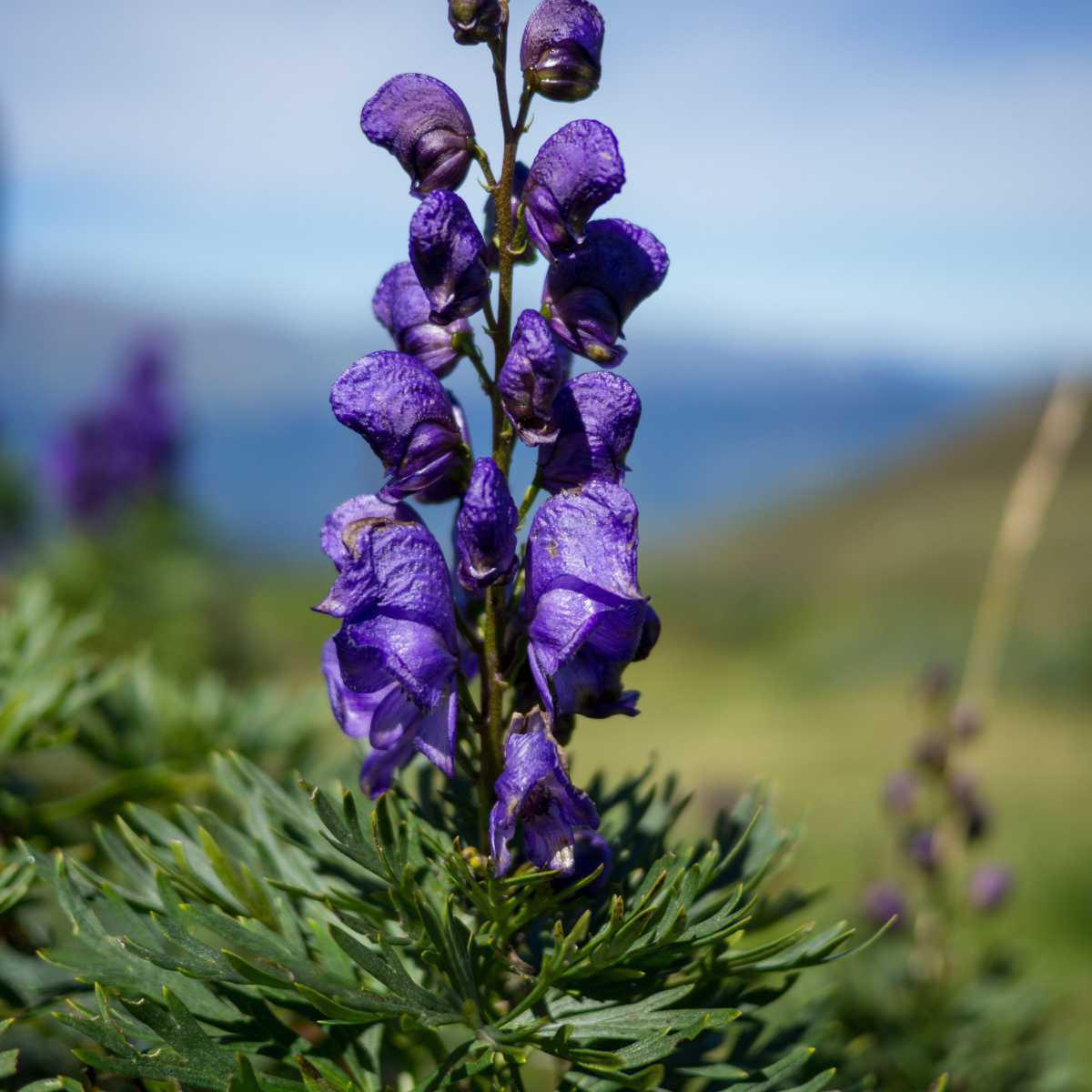 Aconitum Napellus