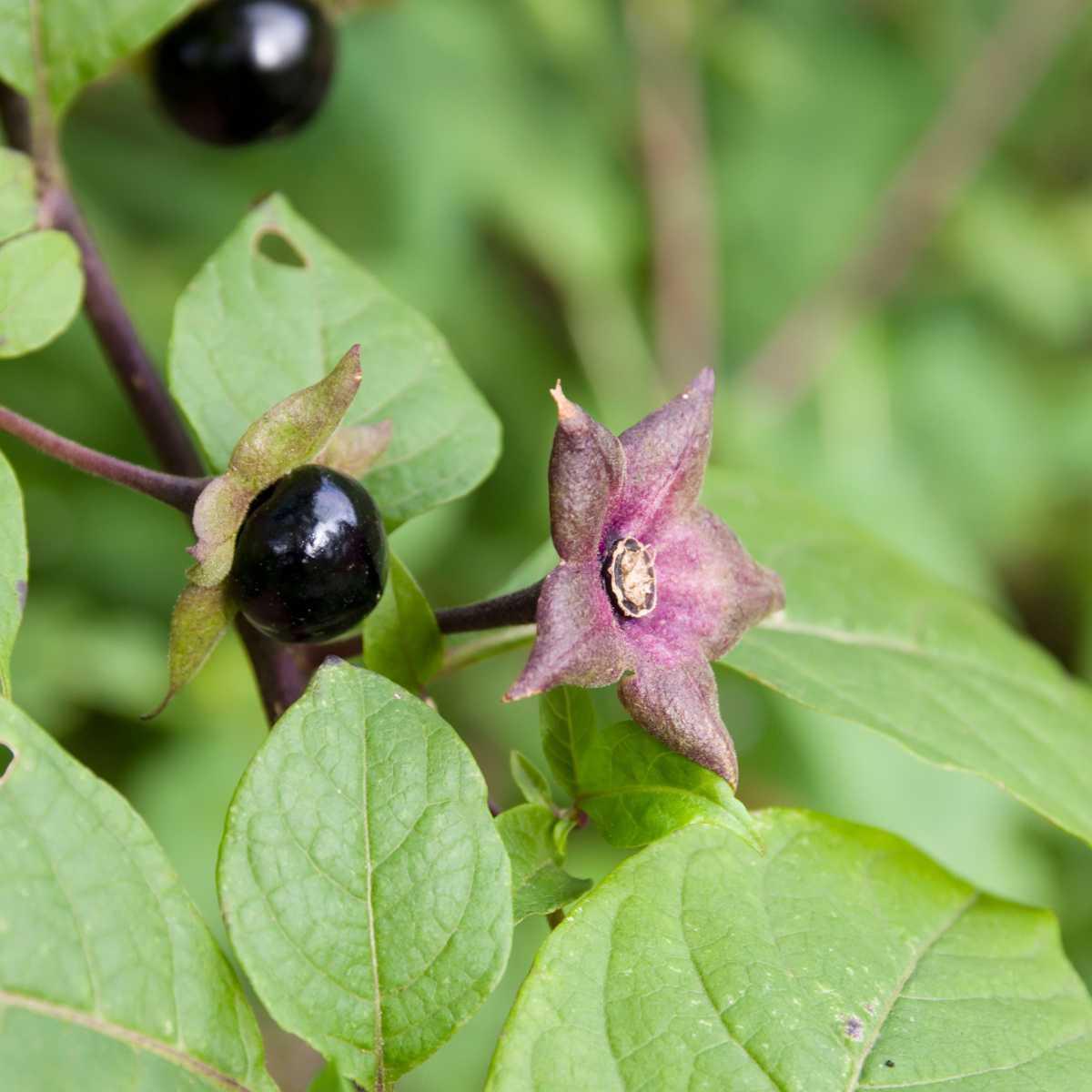 Belladonna