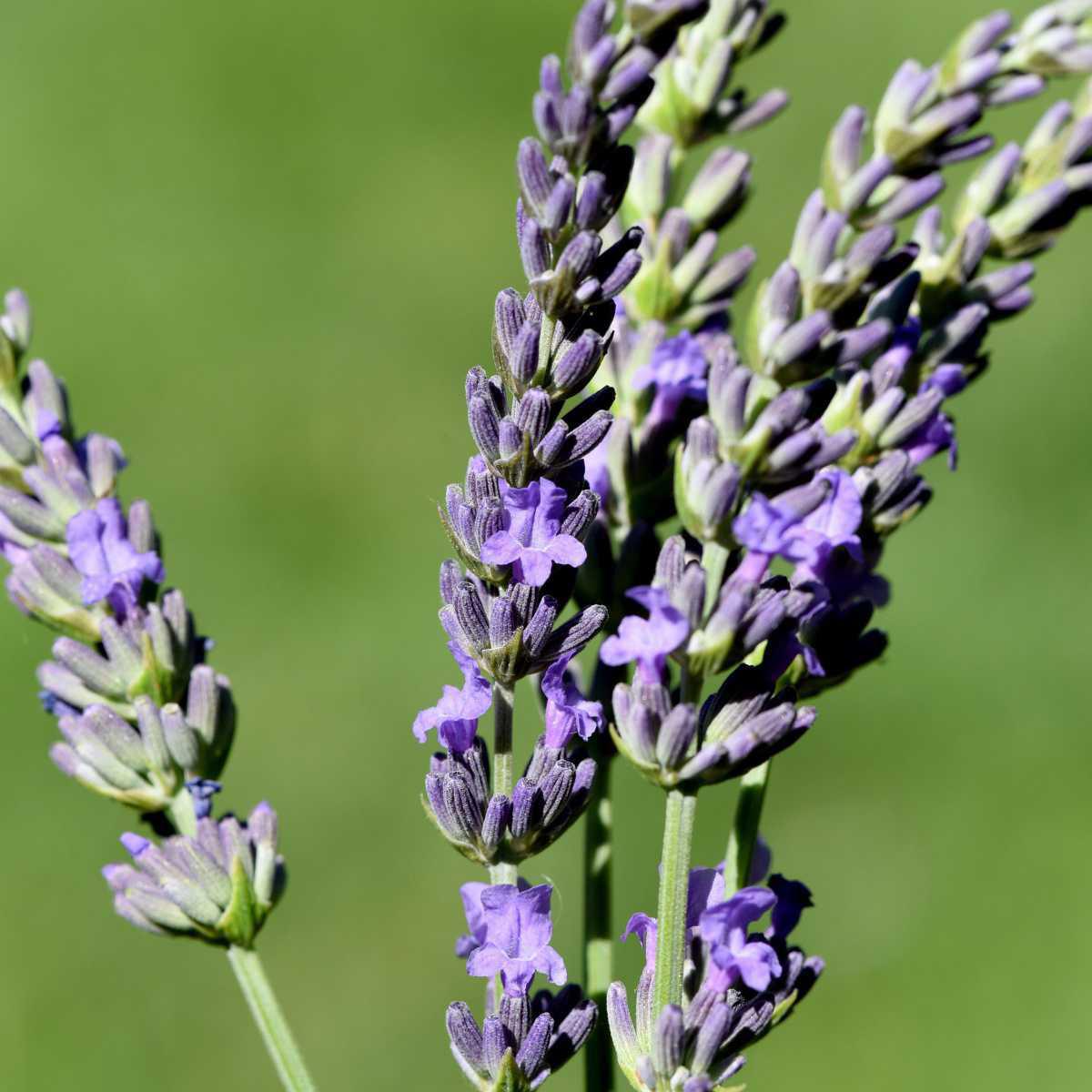 Lavanda latifolia (Lavandula latifolia)