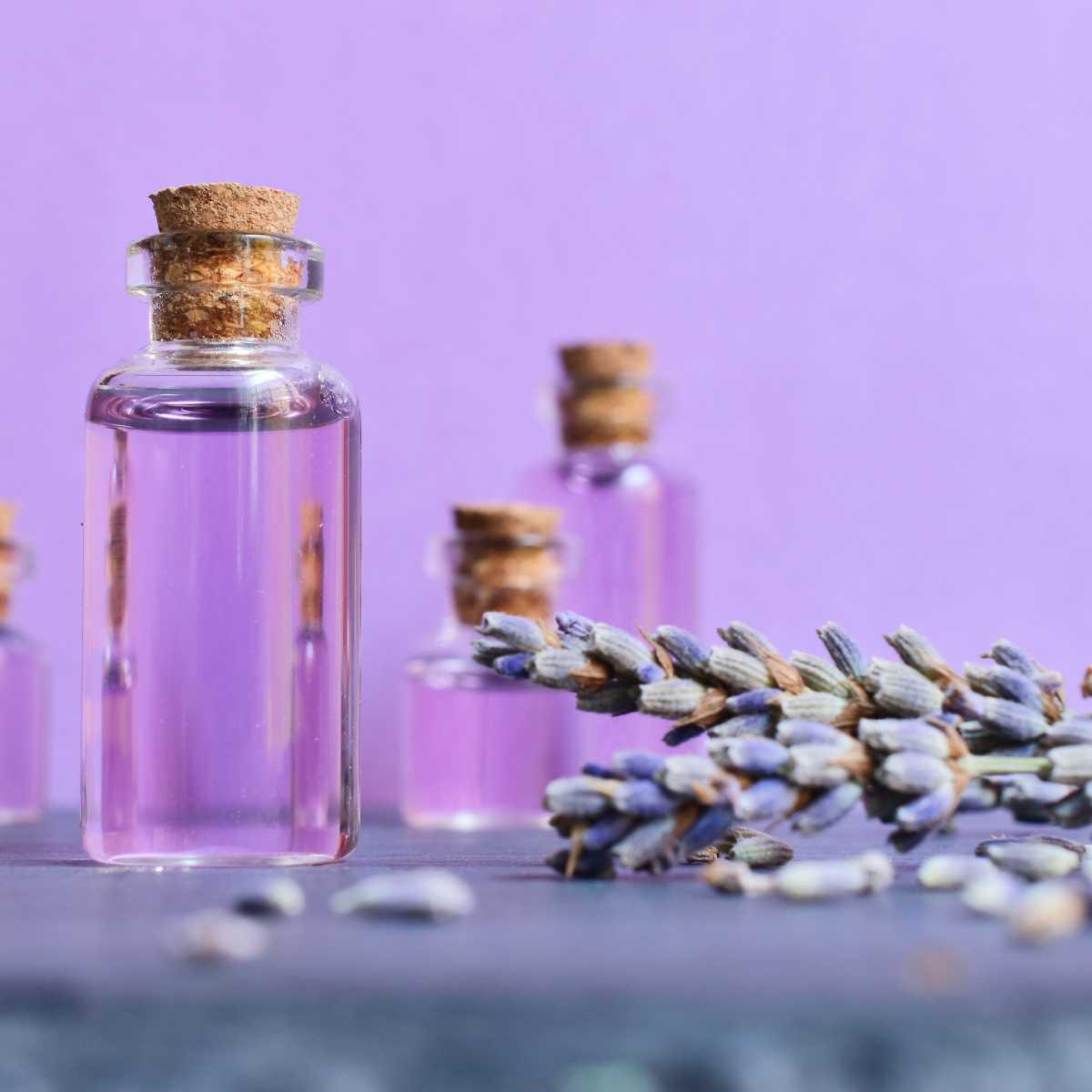 Lavanda (Lavandula officinalis L.)