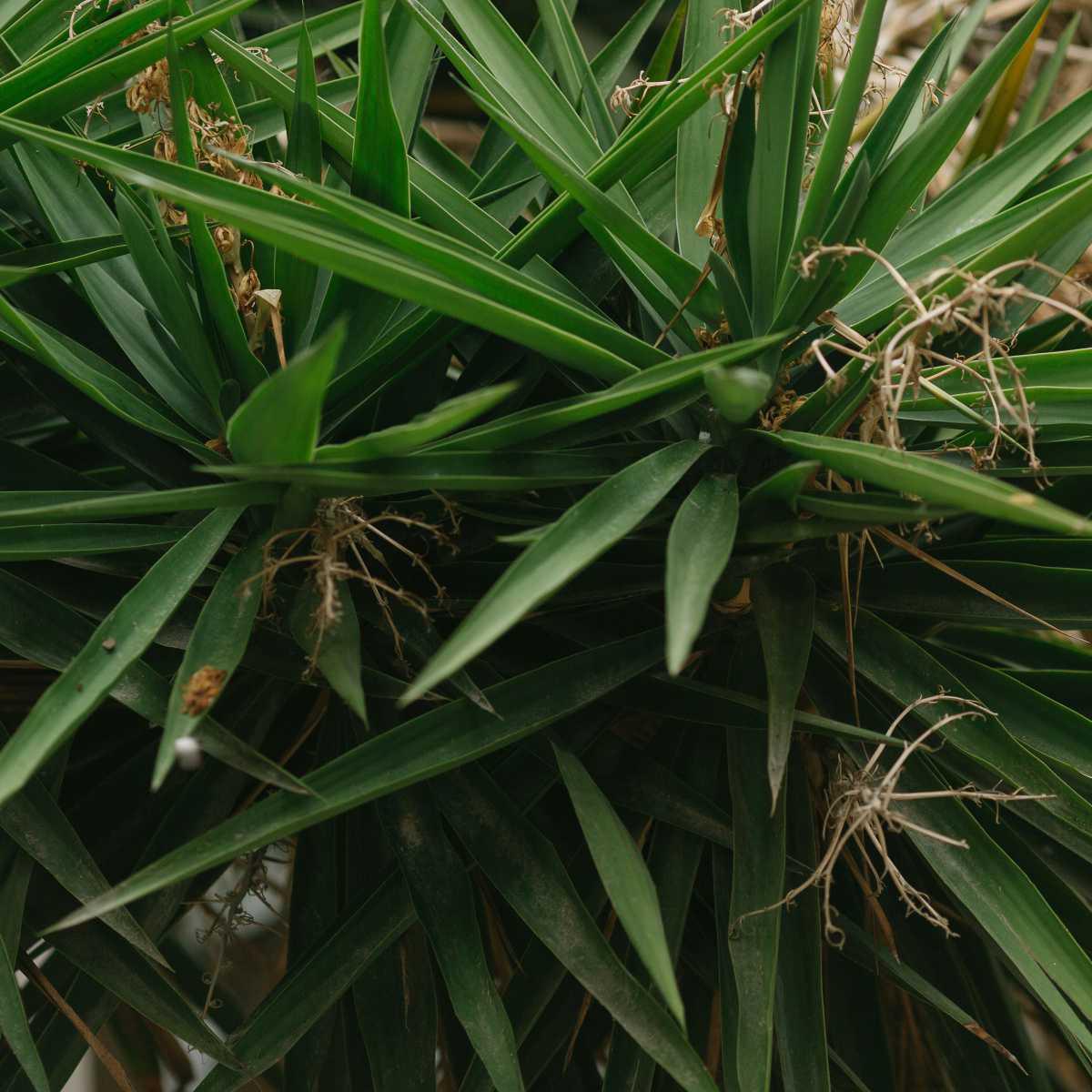 Saw Palmetto (Serenoa repens)