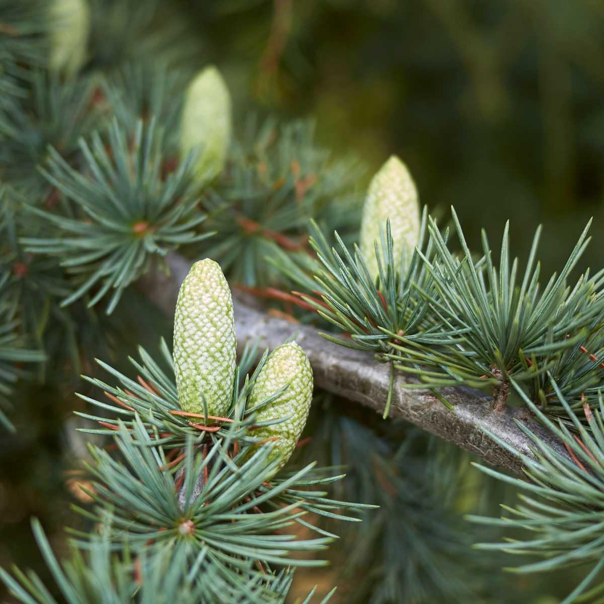 Cedro-do-atlas (Cedrus atlantica)