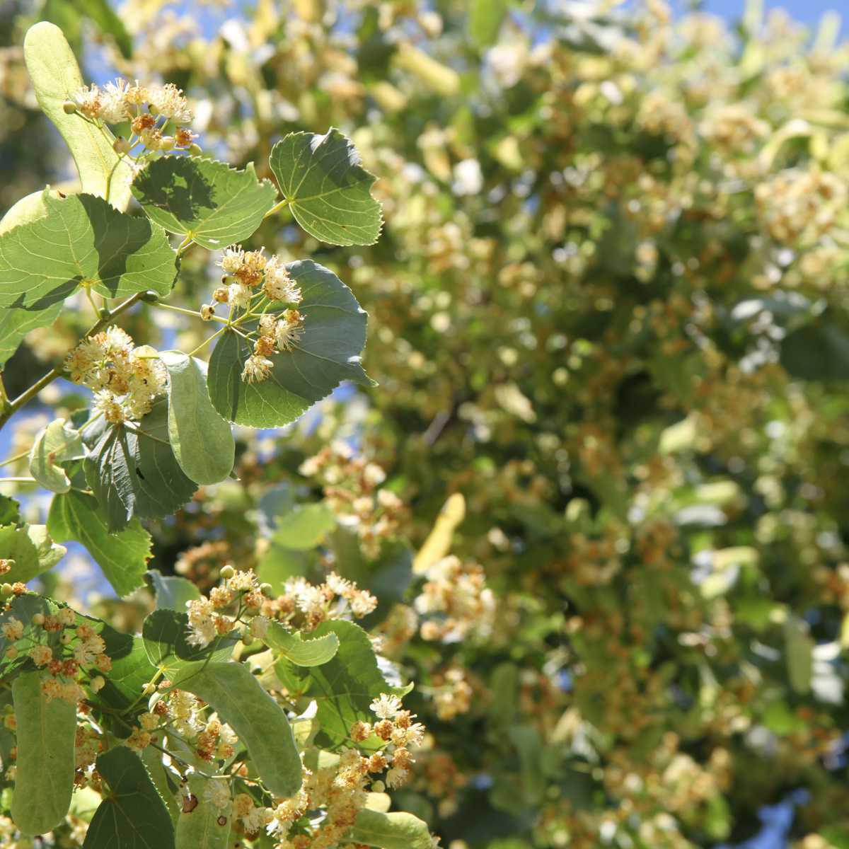 Tília (Tiliae platyphyllos, Tilia cordata)