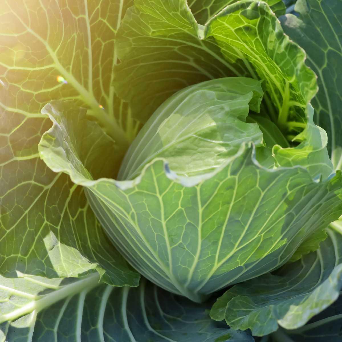 Couve (Brassica oleracea)