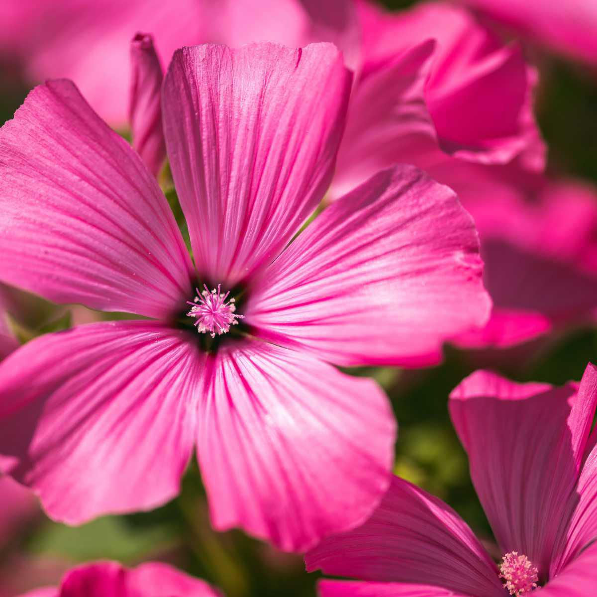 Malva (Malva sylvestris L.)