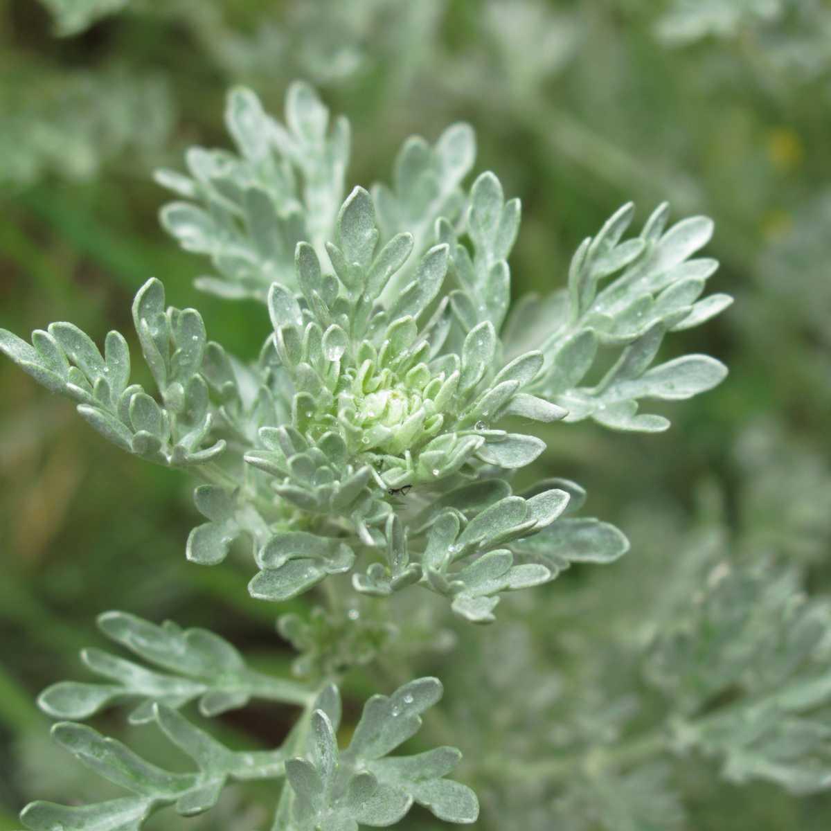 Absinto (Artemisia absinthium)