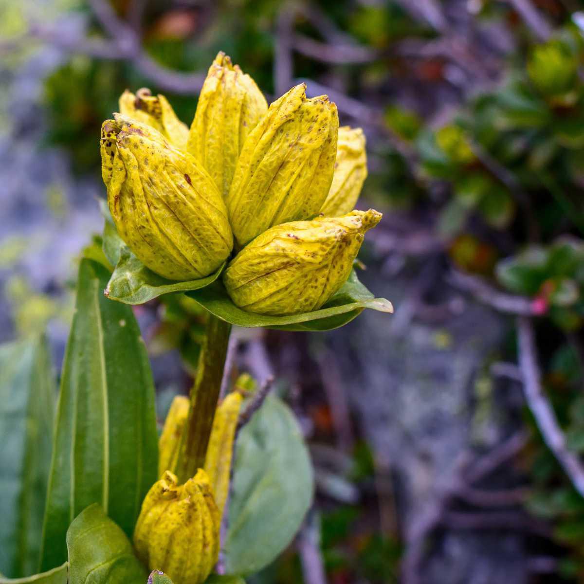 Genciana (Gentiana lutea)