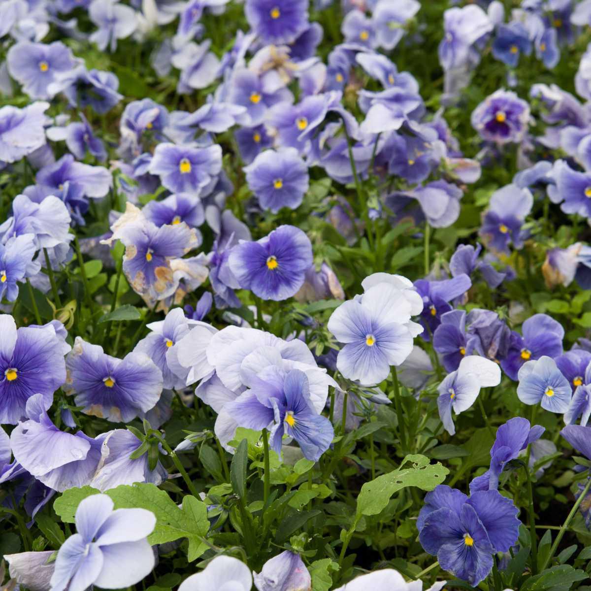 Viola tricolor (Viola tricolor L.)