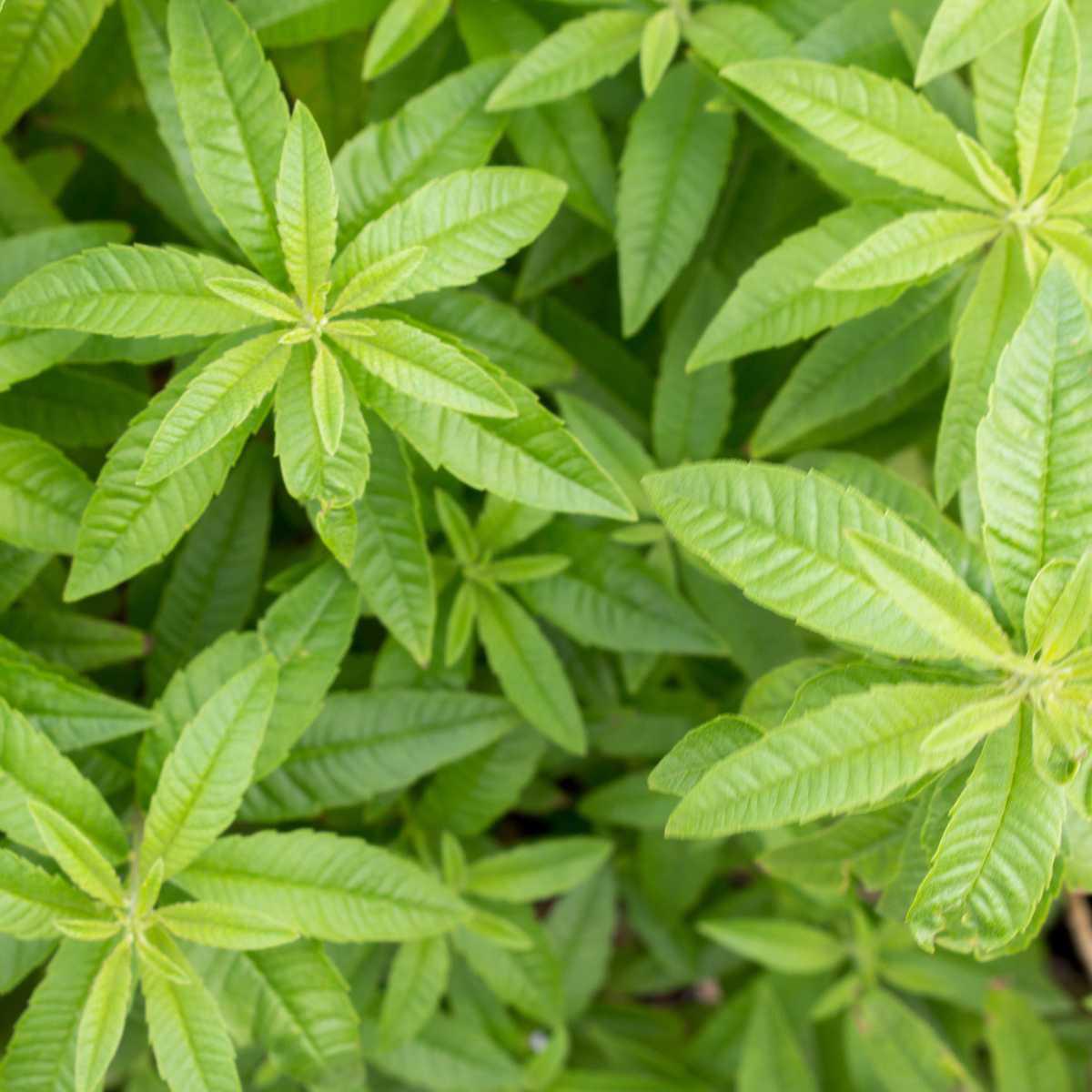 Verbena (Verbena officinalis)