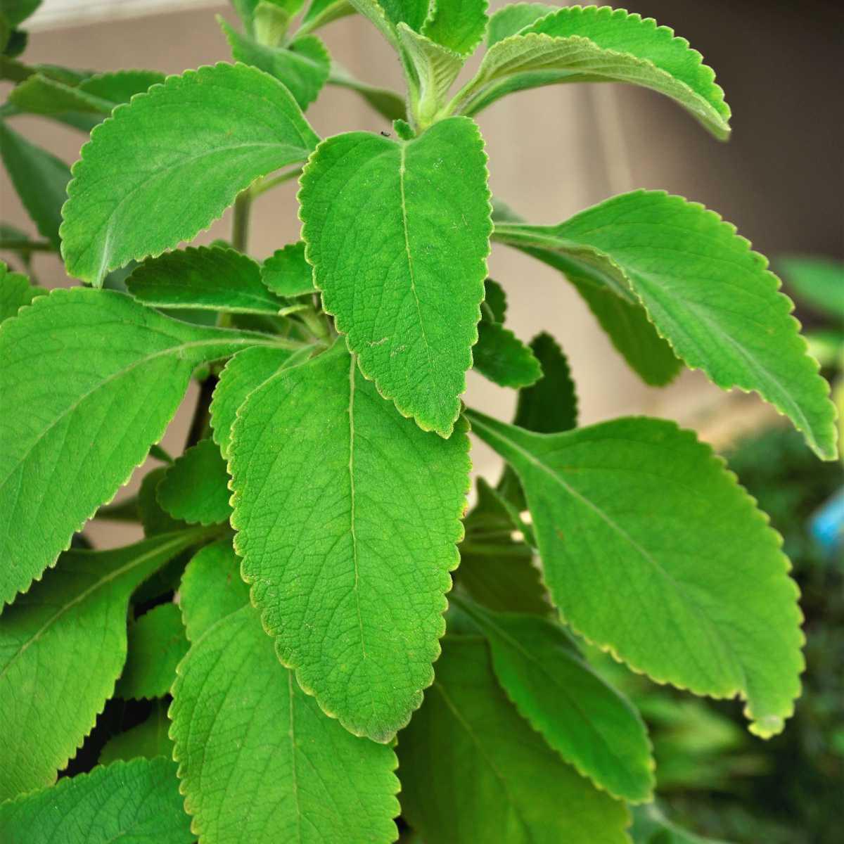 Boldo (Plectranthus barbatus)