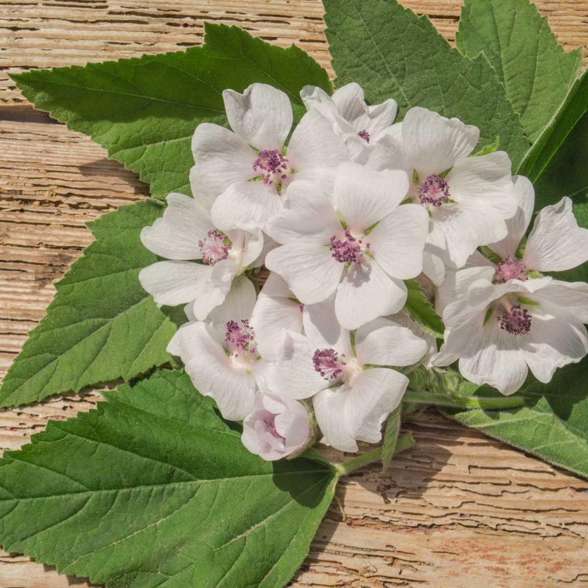 Malvaísco (Althaea officinalis)