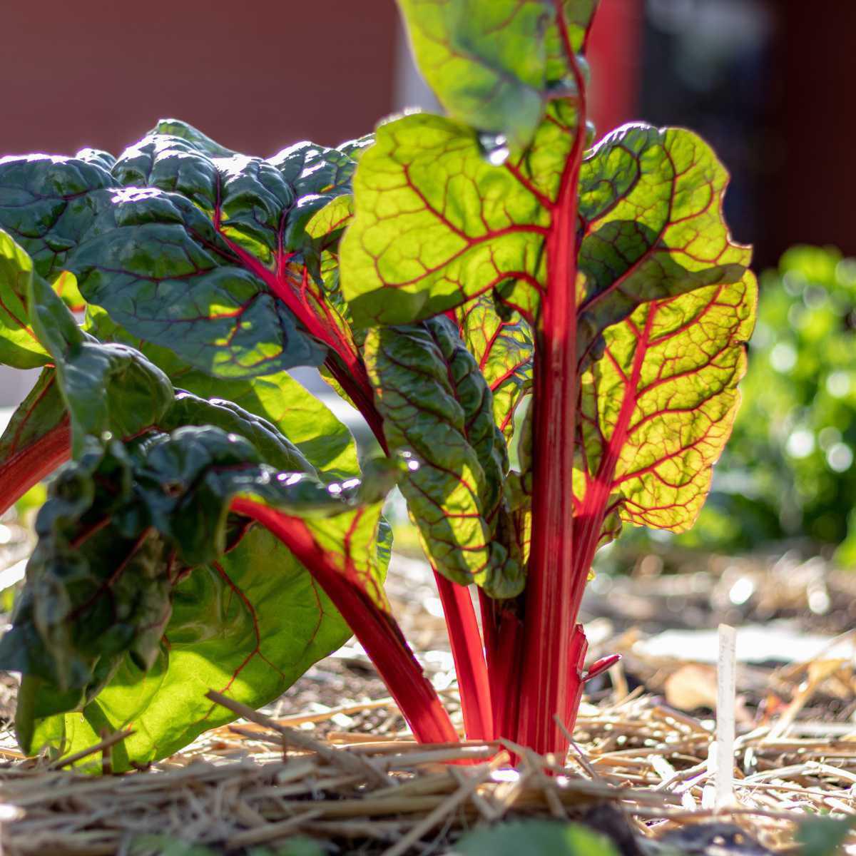 Ruibarbo (Rheum tanguticum, Rheum palmatum L)