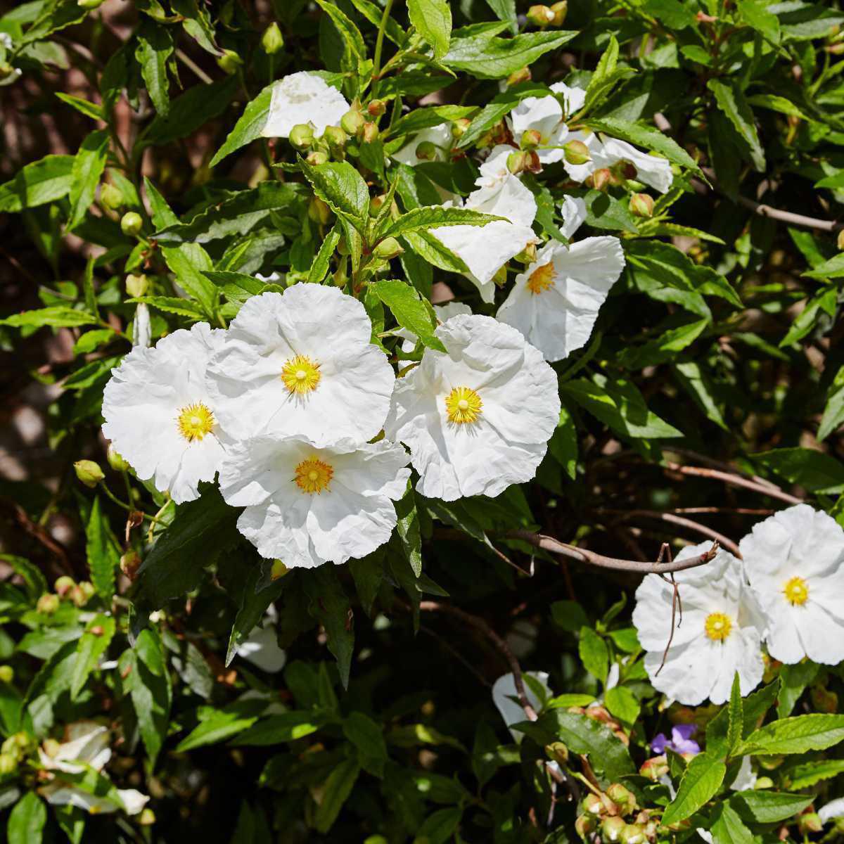 Pólen de Cistus