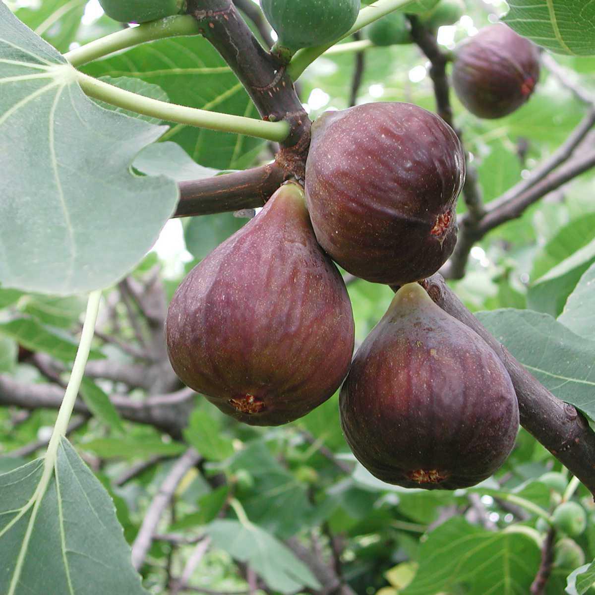 Figo (Ficus carica)