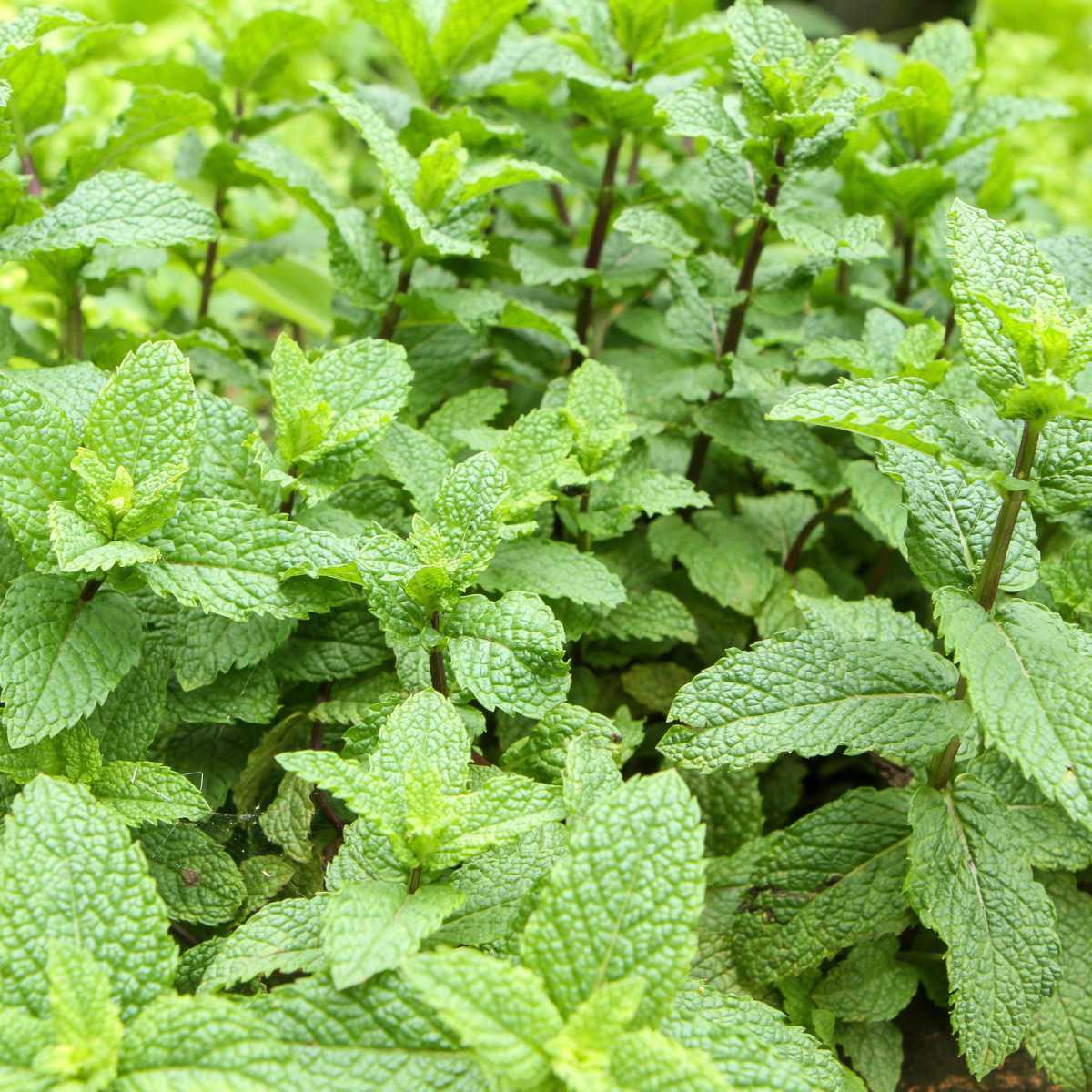 Menta verde / Hortelã-verde (Mentha spicata L.)