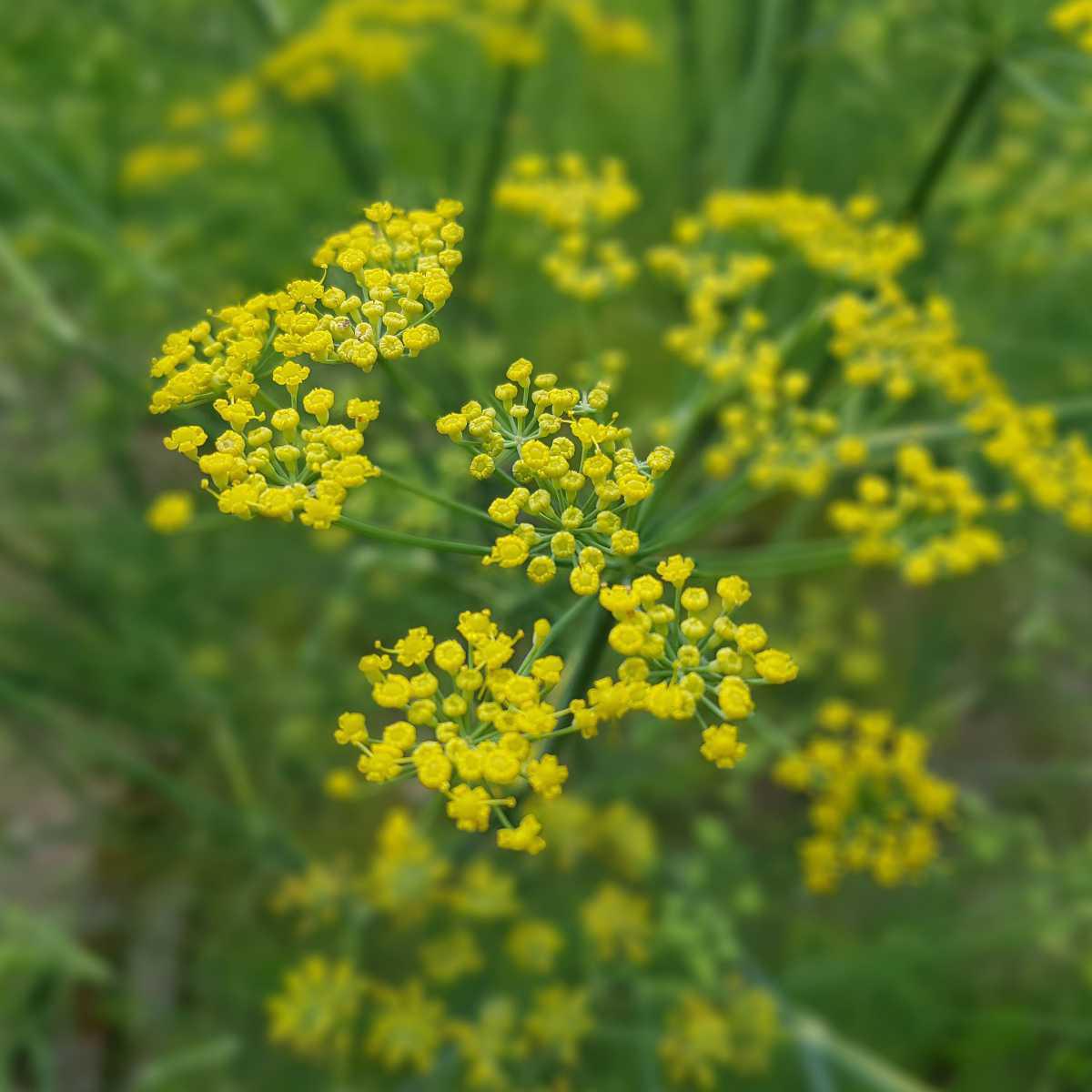 Funcho (Foeniculum vulgare)