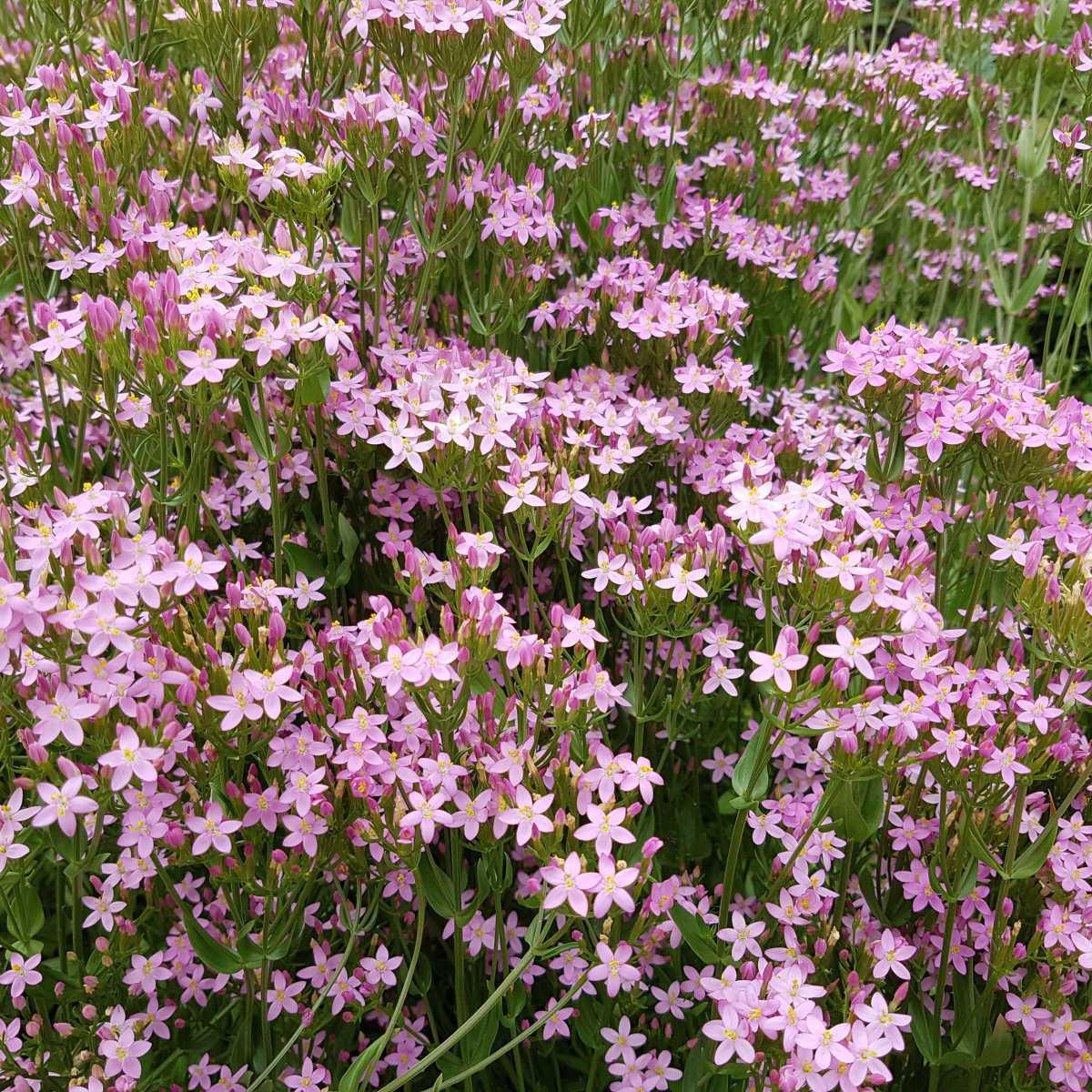 Fel-da-terra /Centáurea-menor (Centaurium erythraea)