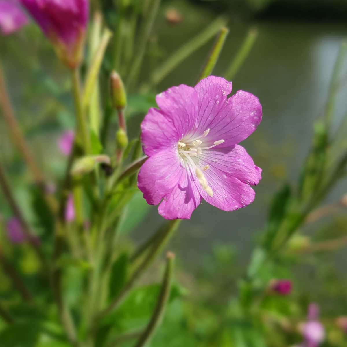 Epilóbio (Epilobium parviflorum Schreb., 1771)