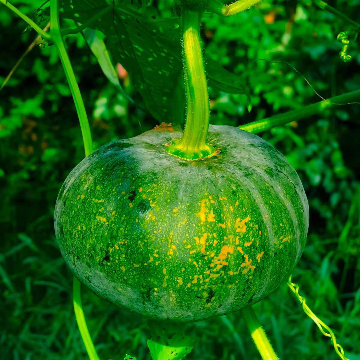 Abóbora (Cucurbita pepo L.)