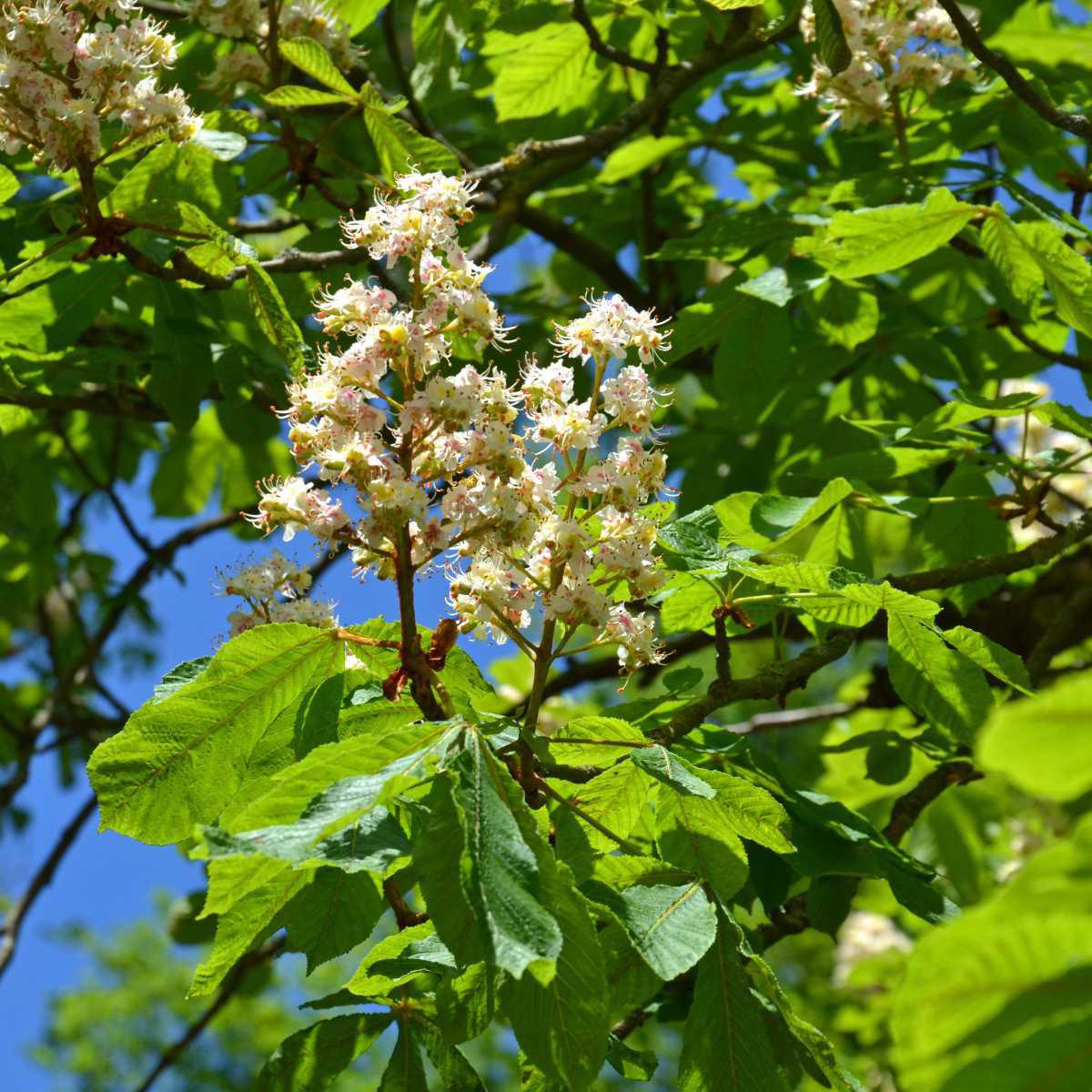 Castanheiro-da-Índia (Aesculus hippocastanum L.)