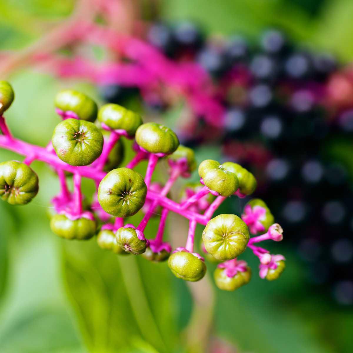 Fitolaca (Phytolacca americana)