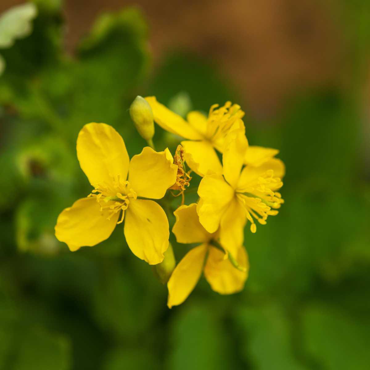 Celidônia (Chelidonium majus)