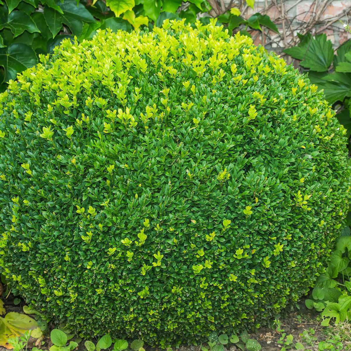 Buxo (Buxus sempervirens)