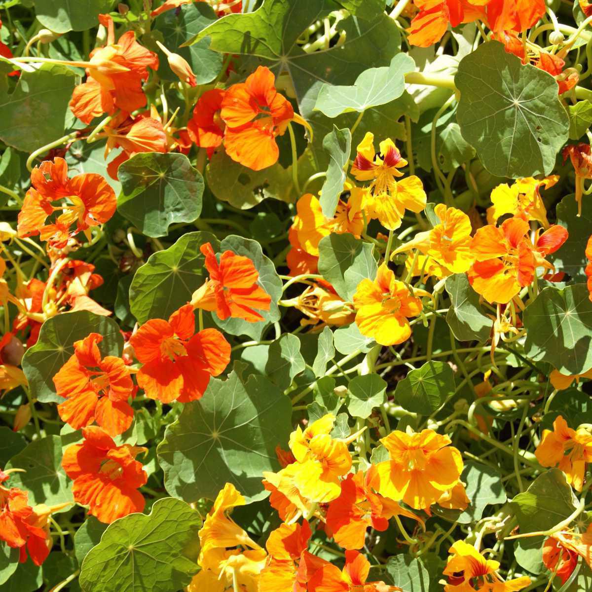 Capuchinha (Tropaeolum majus)