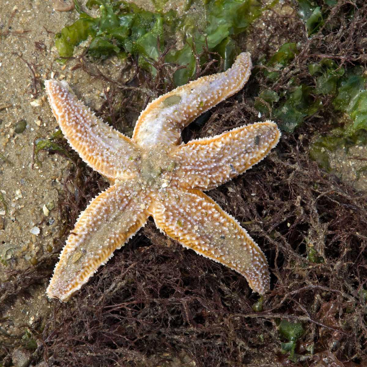 Asterias rubens 