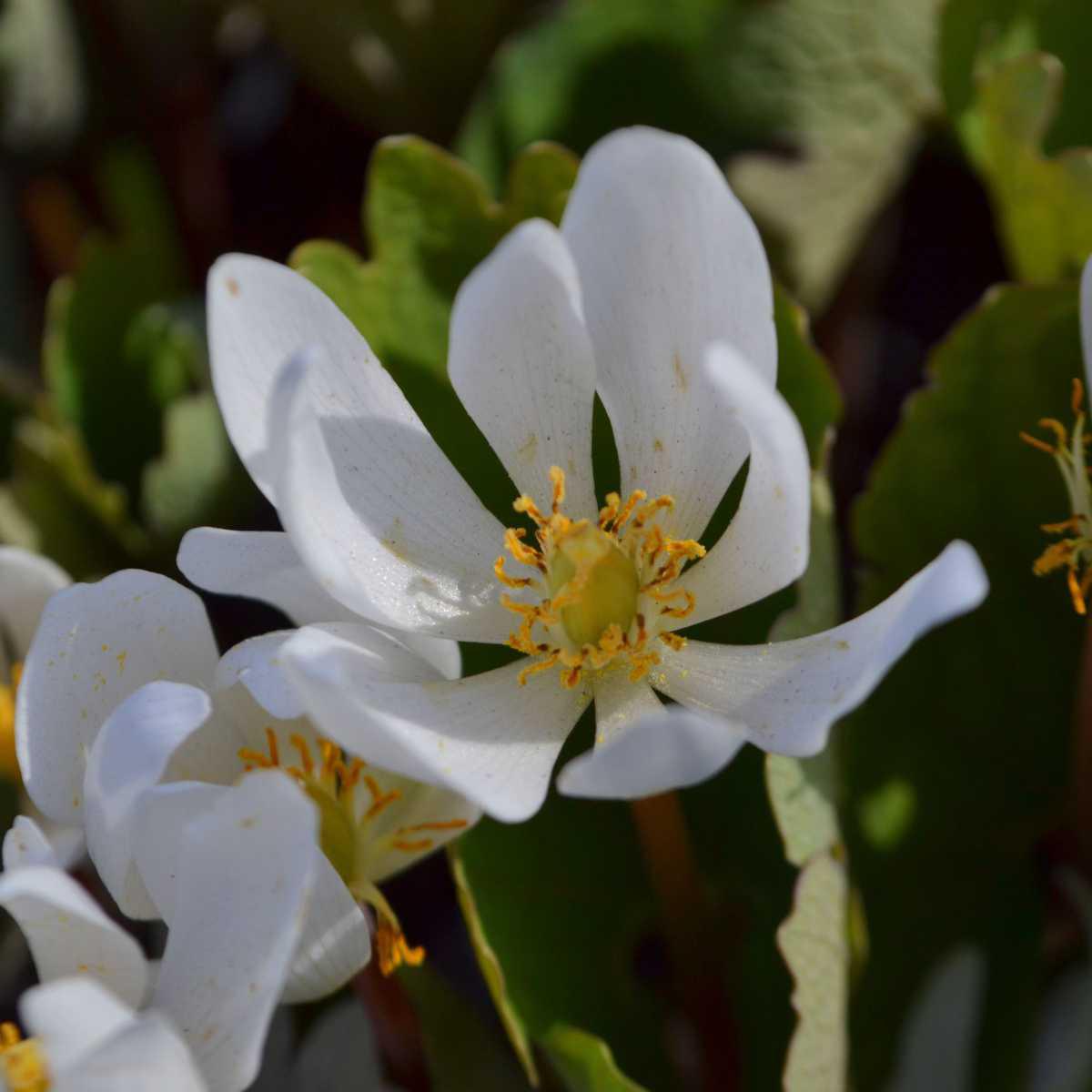 Sanguinaria canadensis