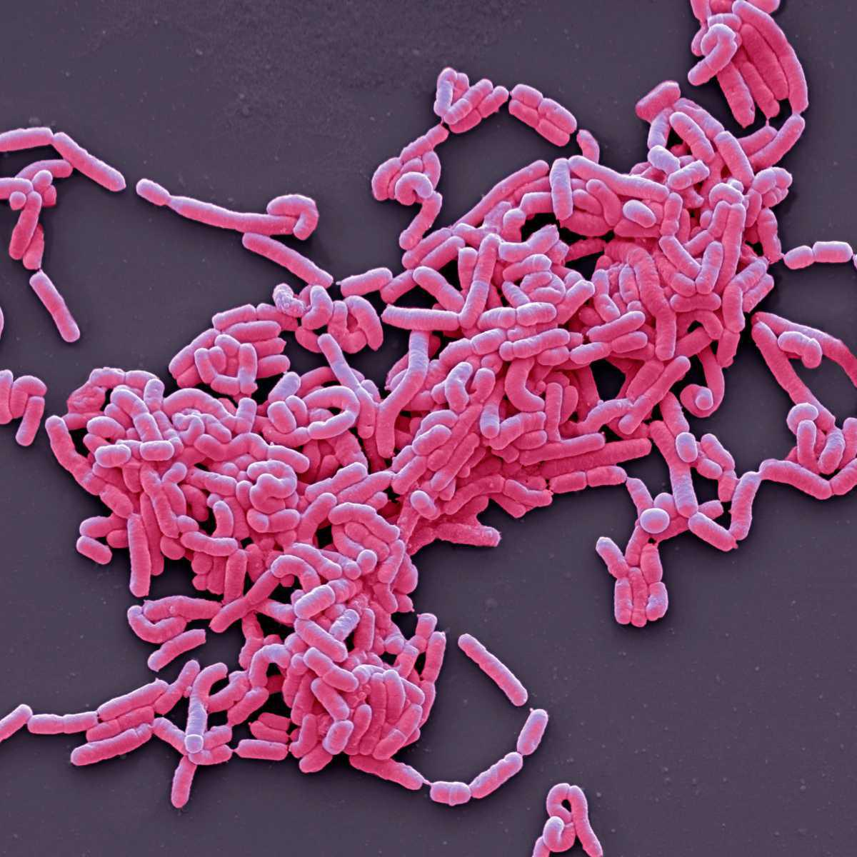 Lactobacillus Casei