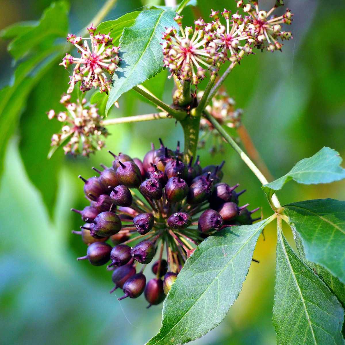 Ginseng-Siberiano (Eleutherococcus senticosus)