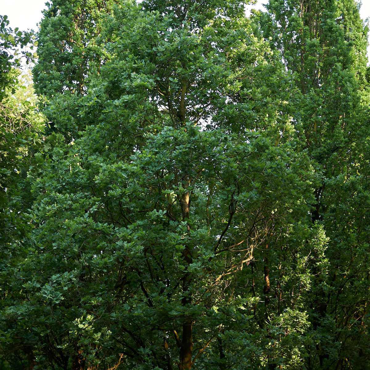 Carvalho (Quercus robur)