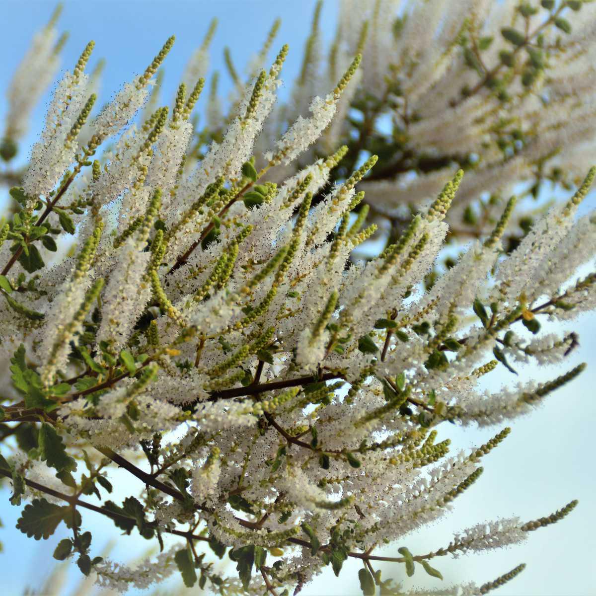 Mirra (Commiphora myrrha)