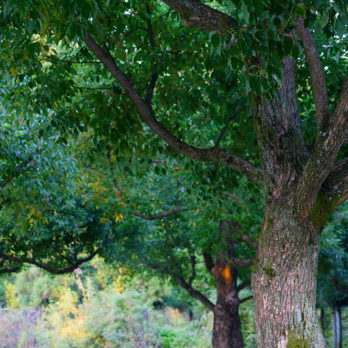 Cânfora (Cinnamomum camphora)